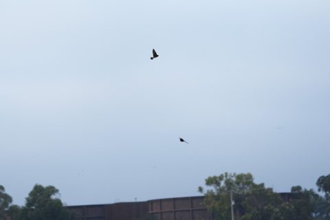 Cliff Swallow