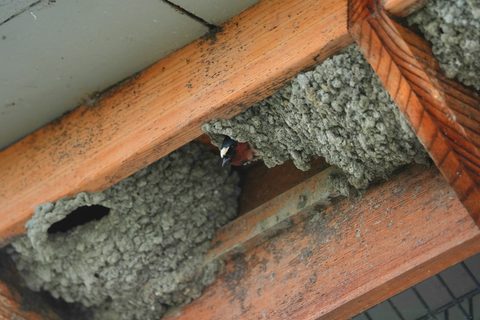 Cliff Swallow