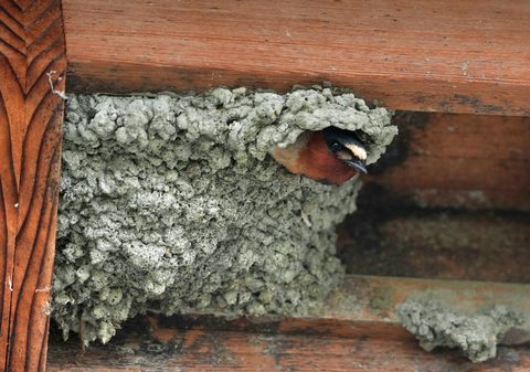 Cliff Swallow