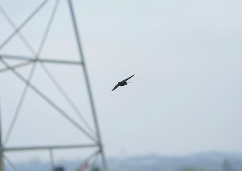 Cliff Swallow