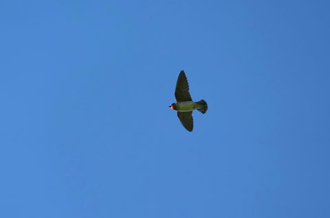 Cliff Swallow