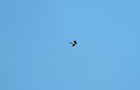 Cliff Swallow