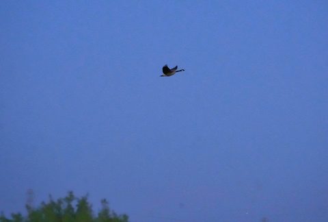 Cliff Swallow
