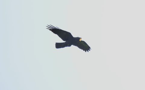 Common Raven