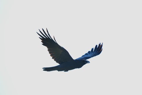Common Raven