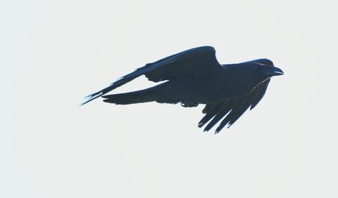 Common Raven