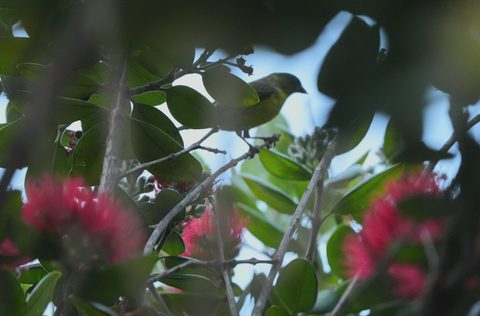 Common Yellowthroat