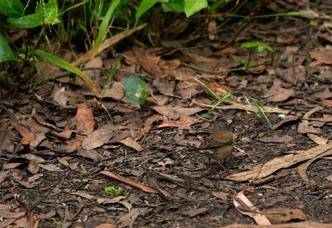 Dark-eyed Junco