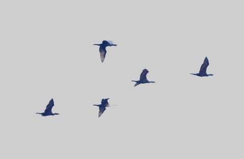 Double-crested Cormorant