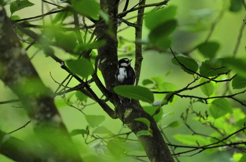 Downy Woodpecker