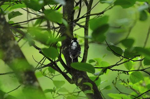 Downy Woodpecker