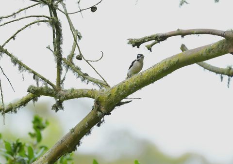 Downy Woodpecker