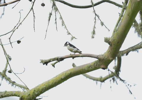 Downy Woodpecker