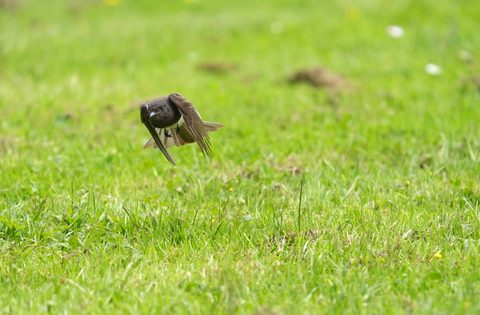 European Starling