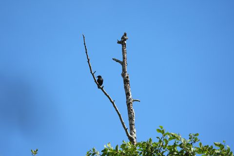 European Starling