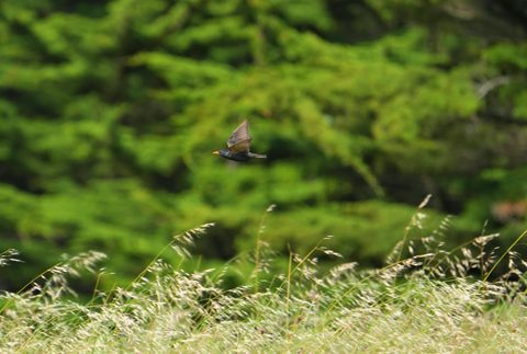 European Starling