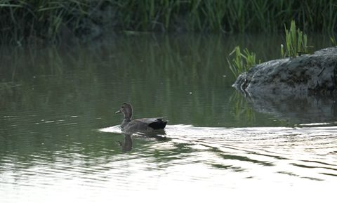 Gadwall