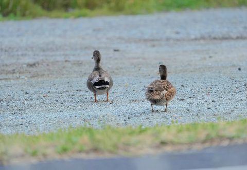 Gadwall