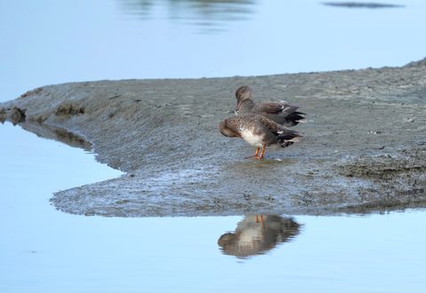 Gadwall
