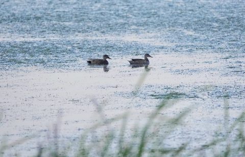 Gadwall