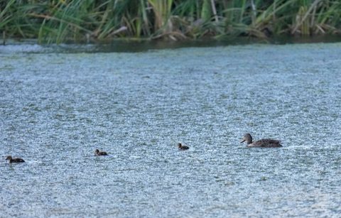 Gadwall