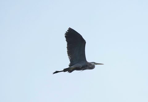 Great Blue Heron