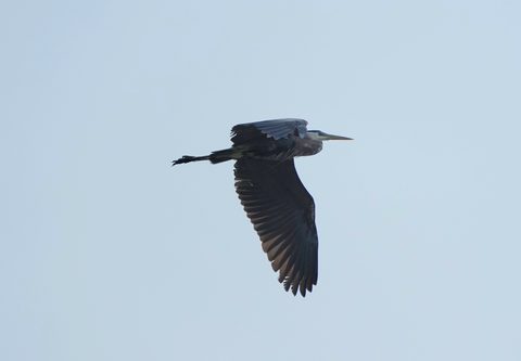 Great Blue Heron
