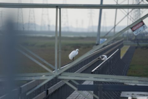 Great Egret