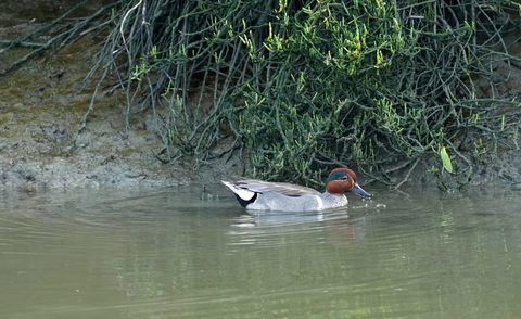 Green-winged Teal