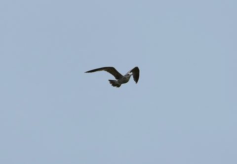 Heermann's Gull