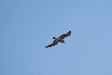 Heermann's Gull