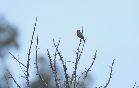 House Finch