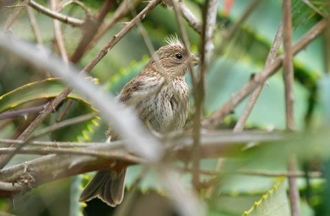 House Finch