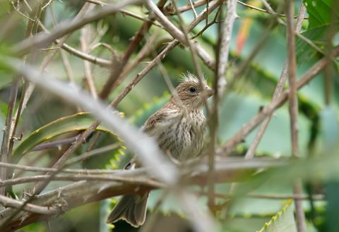 House Finch