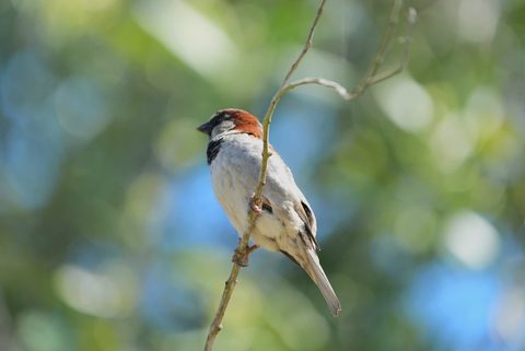 House Sparrow