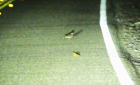 Killdeer