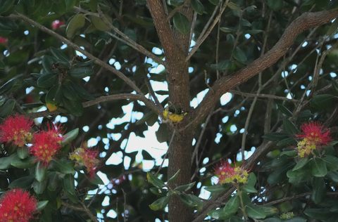 Lesser Goldfinch