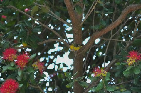 Lesser Goldfinch