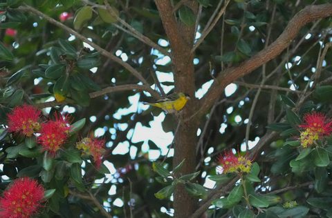 Lesser Goldfinch
