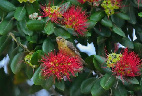 Lesser Goldfinch