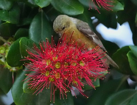 Lesser Goldfinch