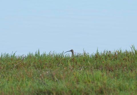 Long-billed Curlew