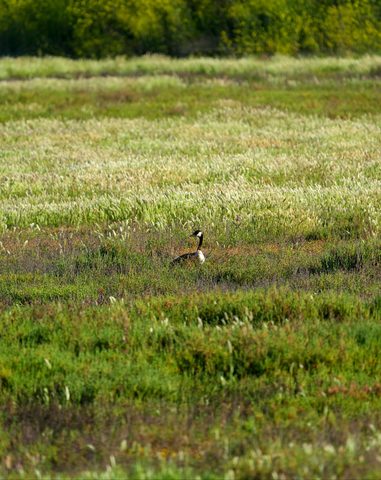 Long-billed Curlew