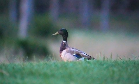 Mallard