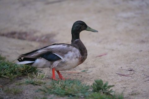 Mallard