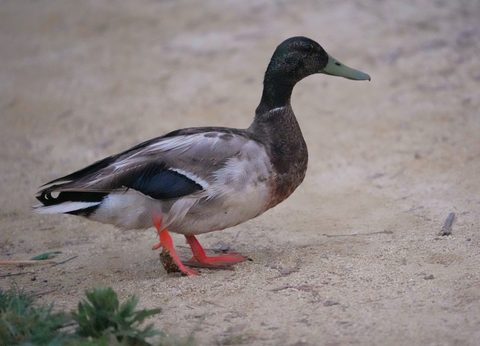 Mallard