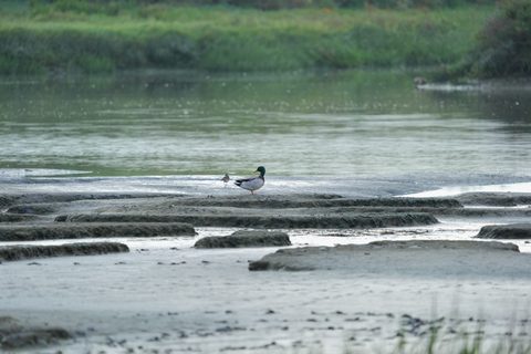 Mallard