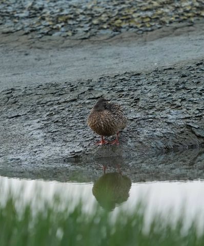 Mallard