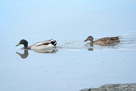 Mallard