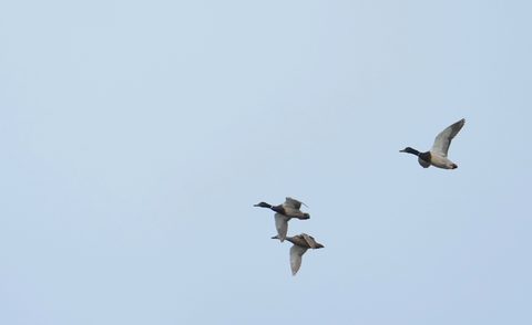 Mallard
